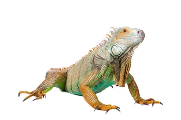 Foto op Canvas iguana on isolated white © oxilixo