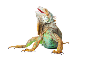 iguana on isolated white