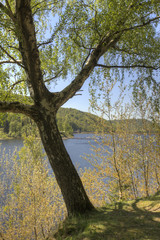Baum am Oderstausee