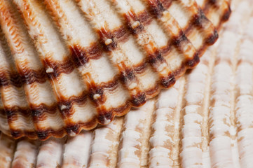 Seashells closeup