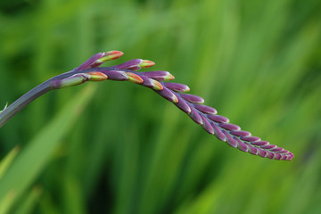 Flower buds