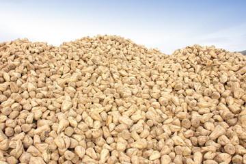 Fototapeta premium Sugar beet pile at the field after harvest, betterave a sucre
