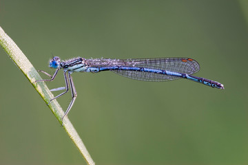 Blaue Federlibelle mit Tautropfen