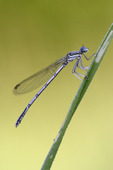 Blaue Federlibelle mit Tautropfen