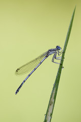 Blaue Federlibelle mit Tautropfen