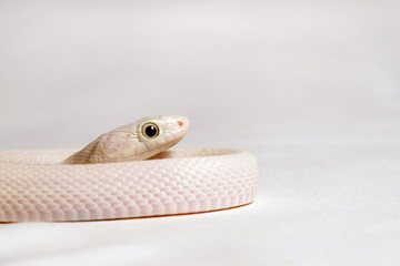 Fototapeta premium SONY DSC