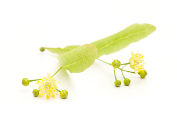 Einzelne Lindenblüte auf weiß