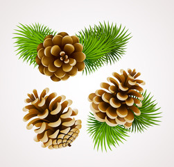 branch of fir tree and cones