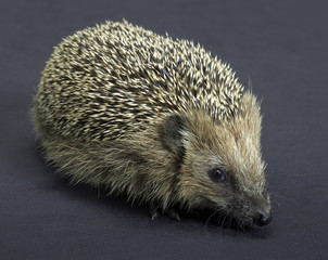 hedgehog in dark back