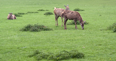 Red Deers on green grass