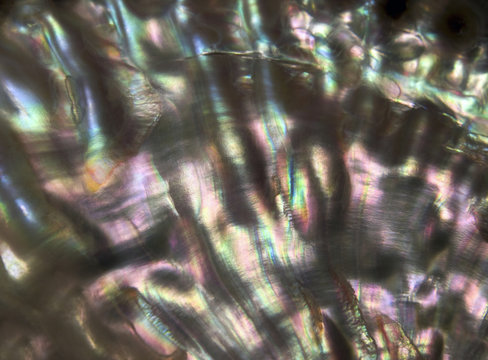 colorful nacre closeup