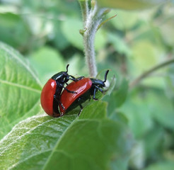 copulating red beetles