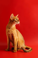 Abyssinian cat