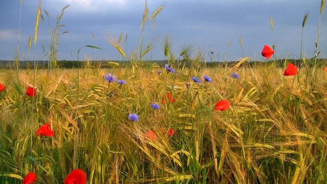 Kornfeld mit Klatschmohn