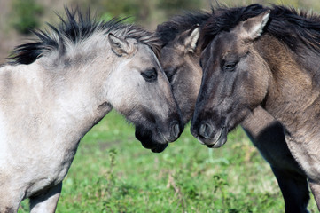 Conspiring wild horses in a field, Holland, Europe © Naj