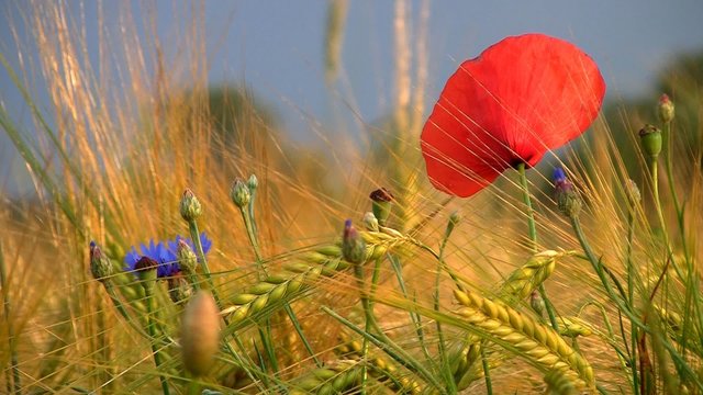 Kornfeld mit Klatschmohn