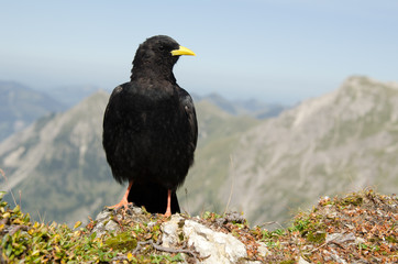 Alpendohle, Alpine Chough, Pyrrhocorax graculus