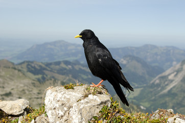 Alpendohle, Alpine Chough, Pyrrhocorax graculus