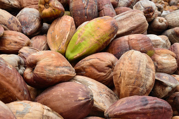 cocchi con ancora il mallo