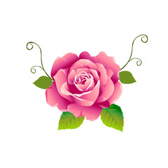 Pink rose vector design