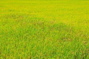 Obraz na płótnie Canvas Rice field in Thailand