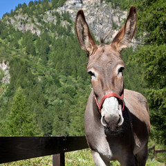 Donkey close up