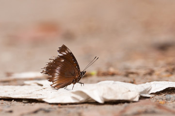 a great egg-fly