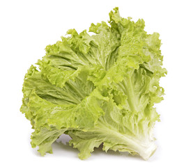 lettuce close up isolated in white background