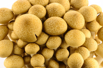 mashroom isolated on white background