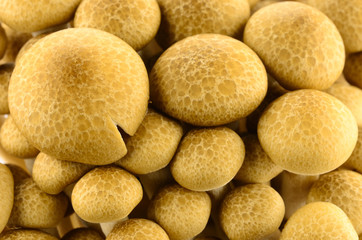 mashroom isolated on white background