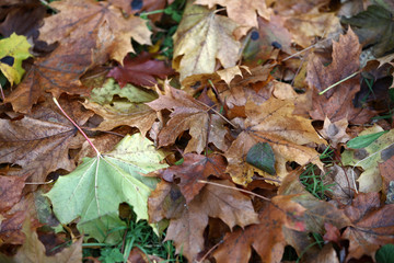 impression of leaves and autumn colors