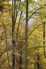 bosco del cansiglio 70