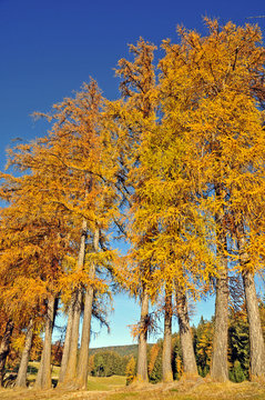 Larici in Alto Adige