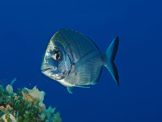 Marmorbrasse (Lithognatus mormyrus)