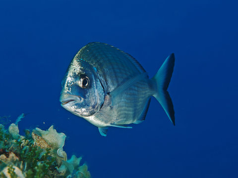 Marmorbrasse (Lithognatus mormyrus)