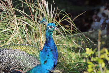Obraz premium Peacock