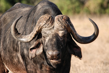 Bufalo del Kruger National Park