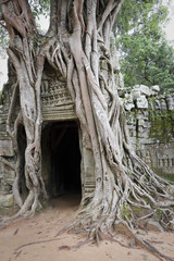 radici intorno alla porta di un tempio ad angkor
