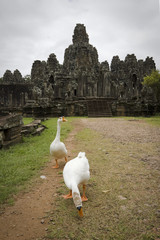 oche davanti ad un tempio ad angkor