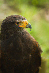 Bird of prey Harris hawk
