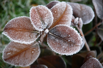 eingefrorene Rosenblätter