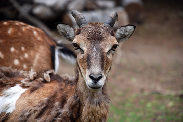 Mufflon Portrait