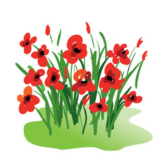 poppy flowers isolated illustration in aquarelle style