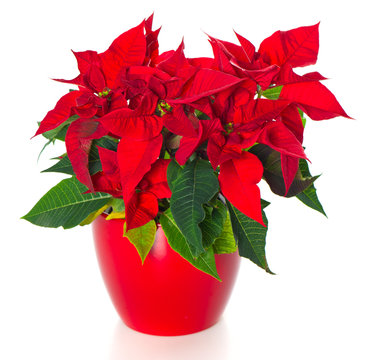 Beautiful Poinsettia. Red Christmas Flower