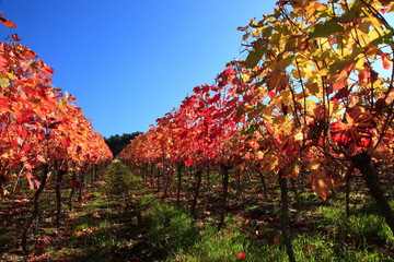 Indian summer, Weinberge, Weinlaub in Herbstverfärbung