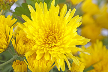 Yellow daisy