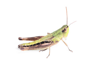 grasshopper isolated on white