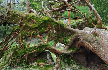 overgrown tree trunk