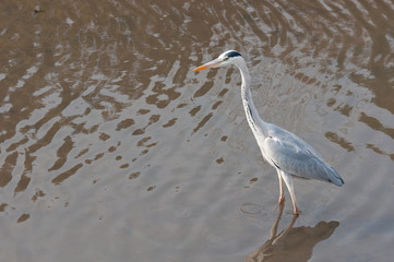 見つめるアオサギ