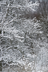 snowy forest detail